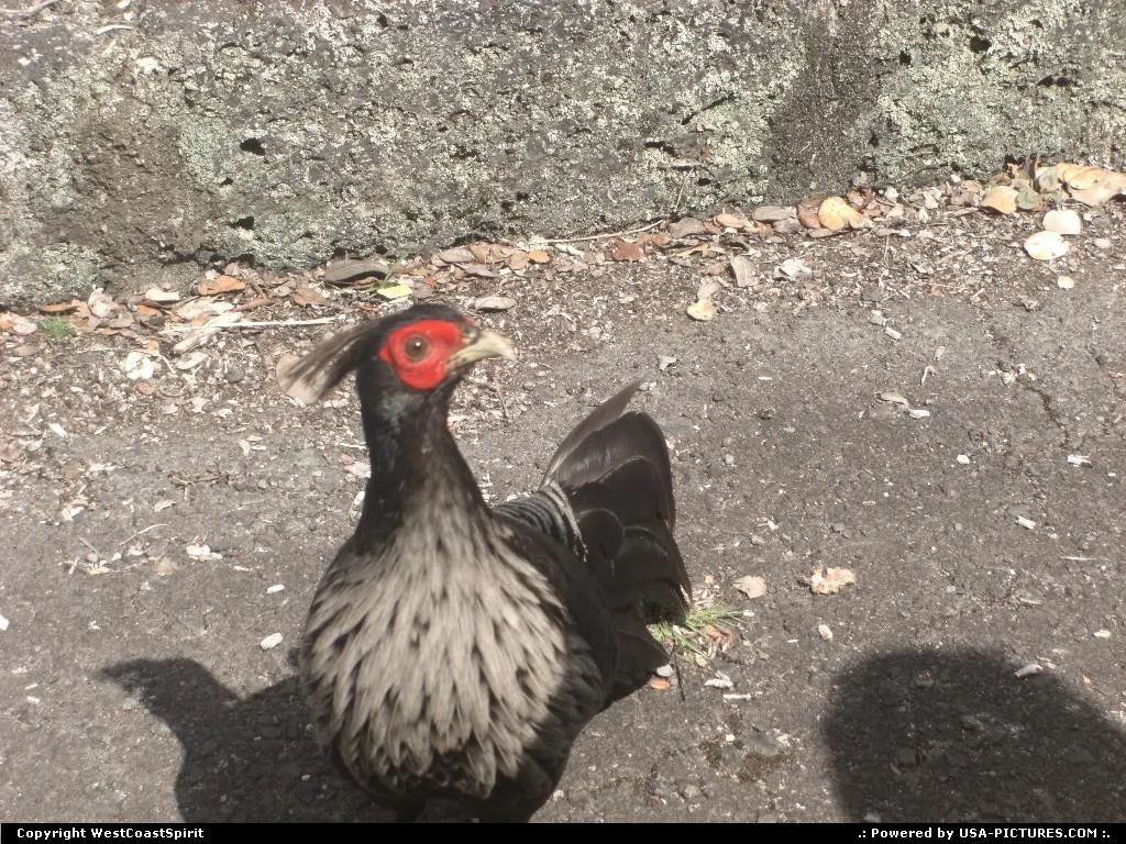 Is that a nene bird?