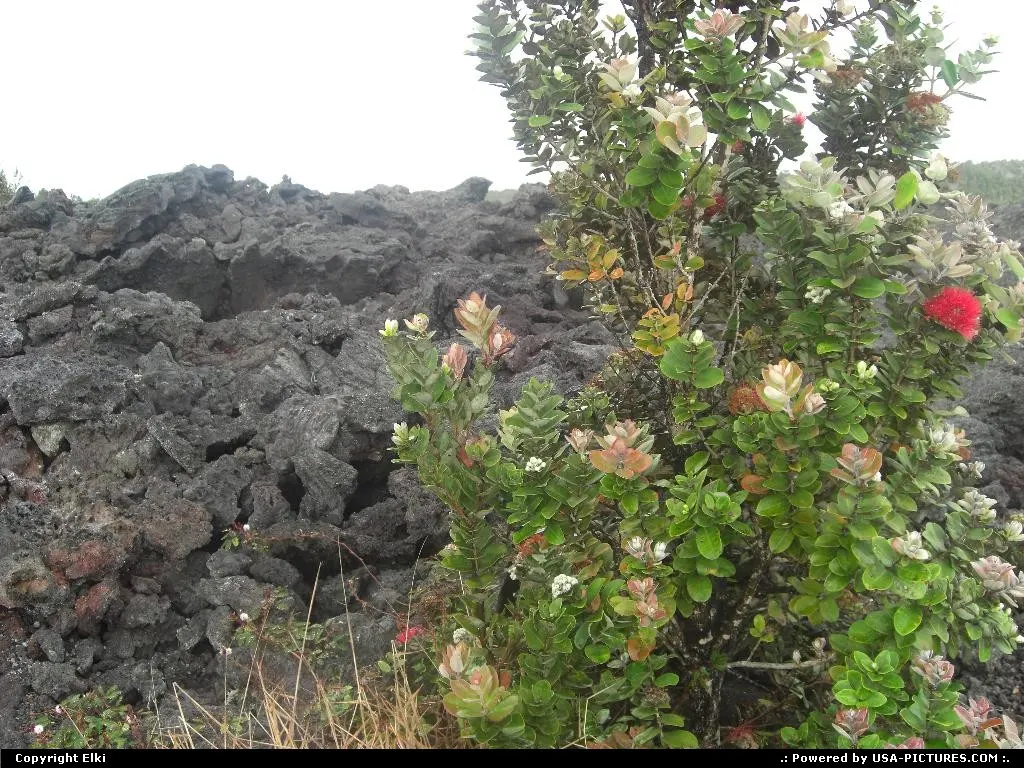 Lava and flowers