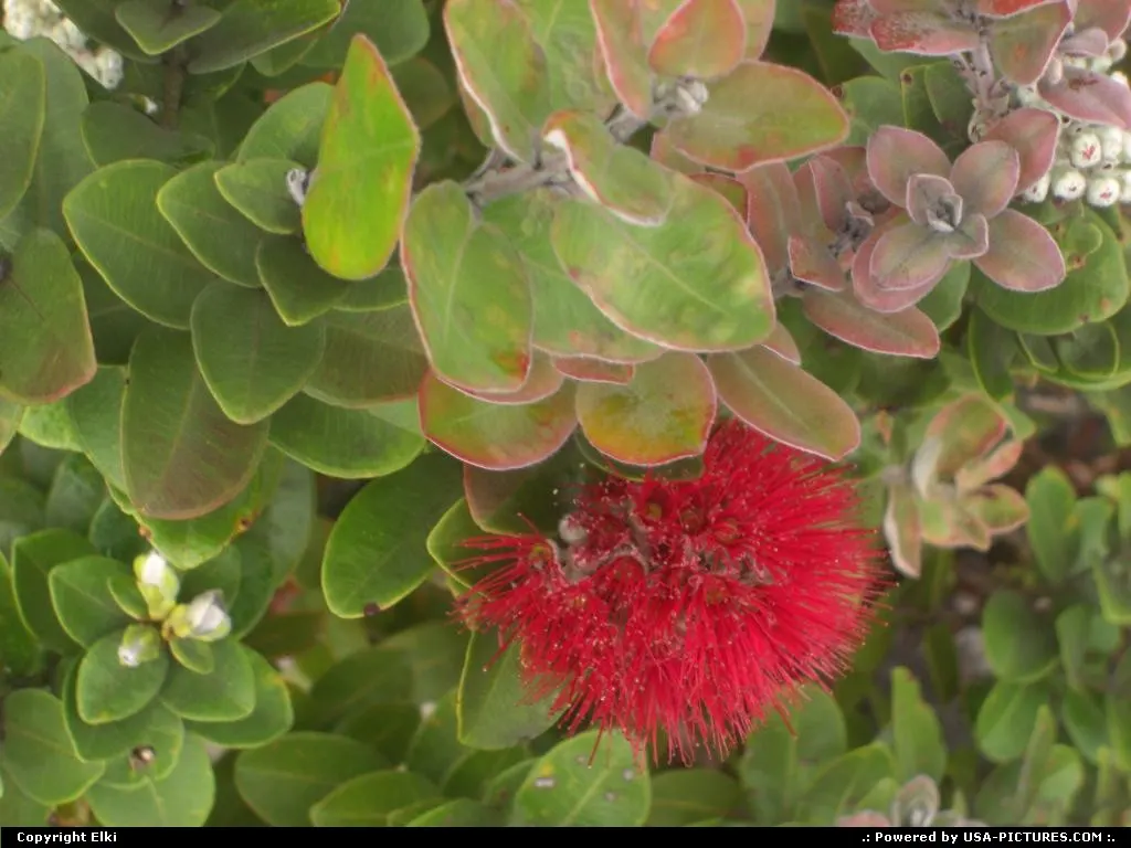 Flower, on the side of the lava