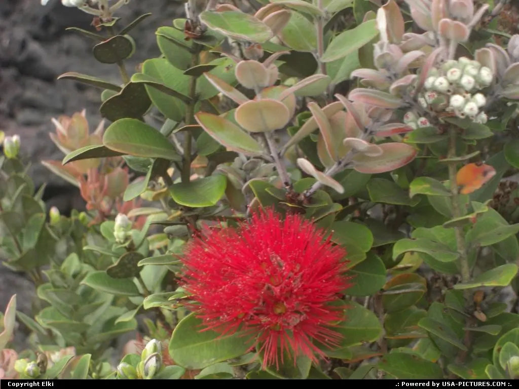 Flowers and lava