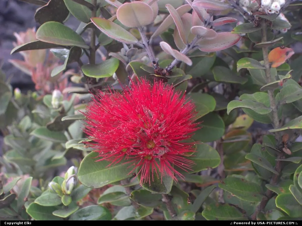 Flowers and lava