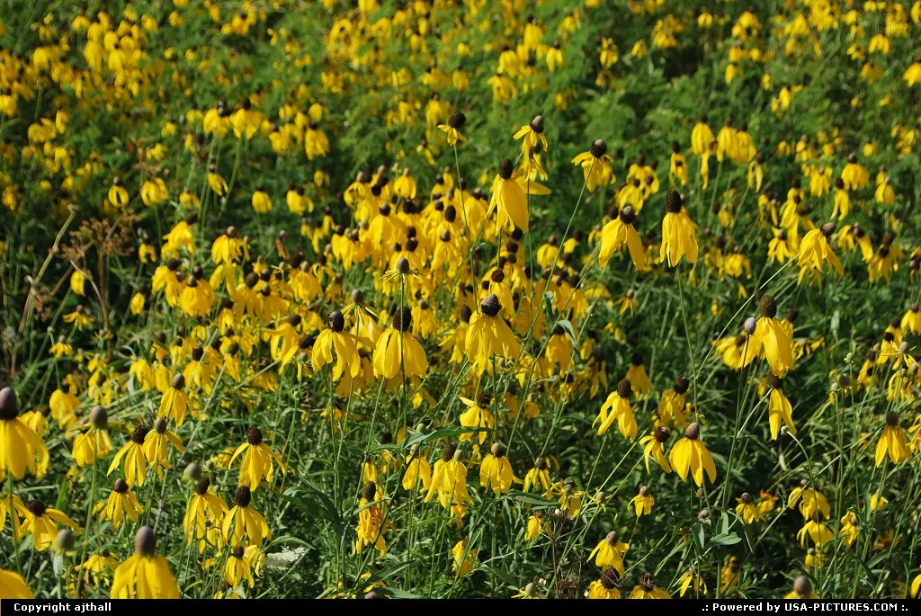 pretty flowers! :)