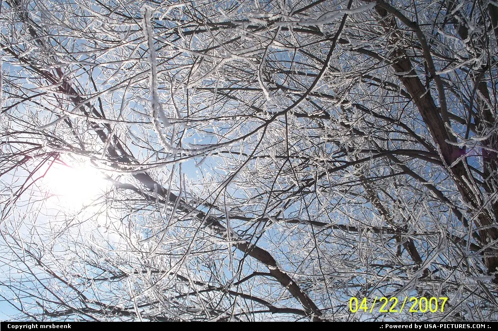 Sun shining in clear blue sky through frosty tree branches