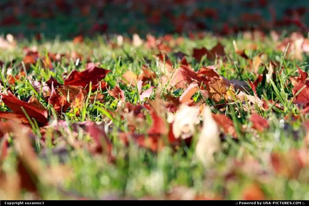 What collection of Fall photos would be complete without shots of the brightly-colored...