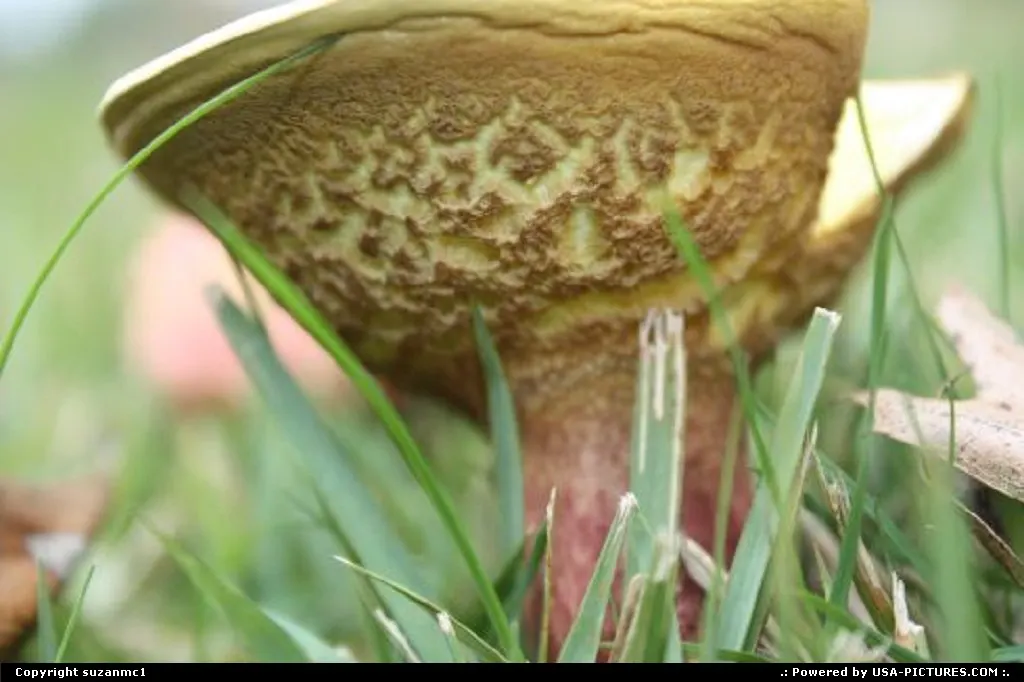 We have had an abundance of rain this fall in Kentucky which in turn encourages the gro...