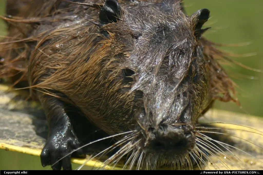 Nutria in the bayou