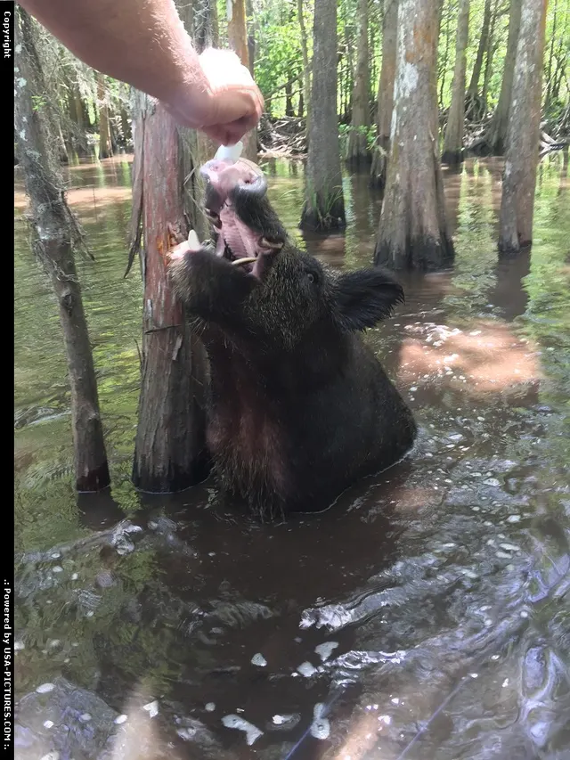 Strange or unexpected encounter in the bayou. Touring the swamp with Cajun Encounters