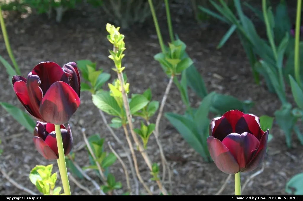 Flowers !! cape code provincetown