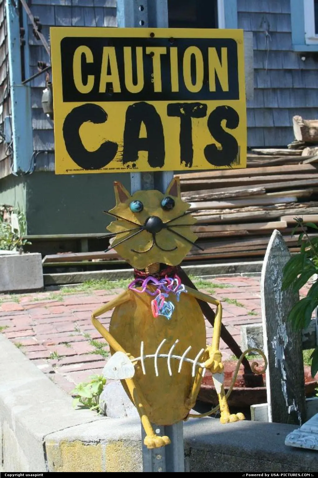 cape code provincetown cats friendly