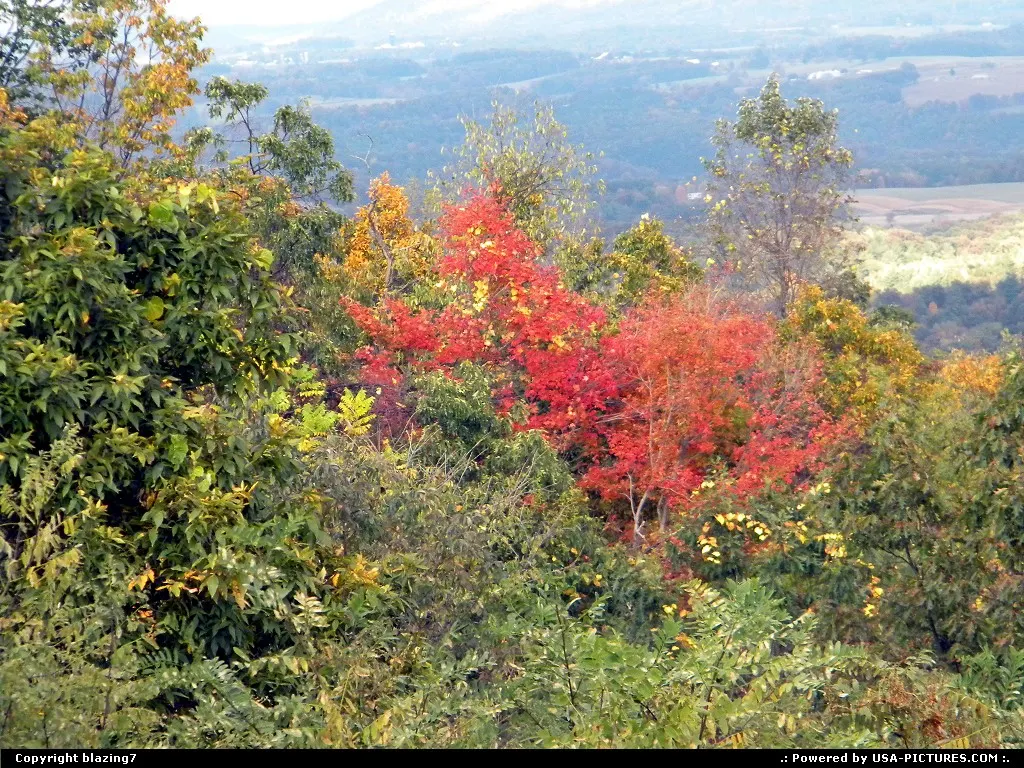 Beautiful red tree on the east side of Town Hill in Maryland