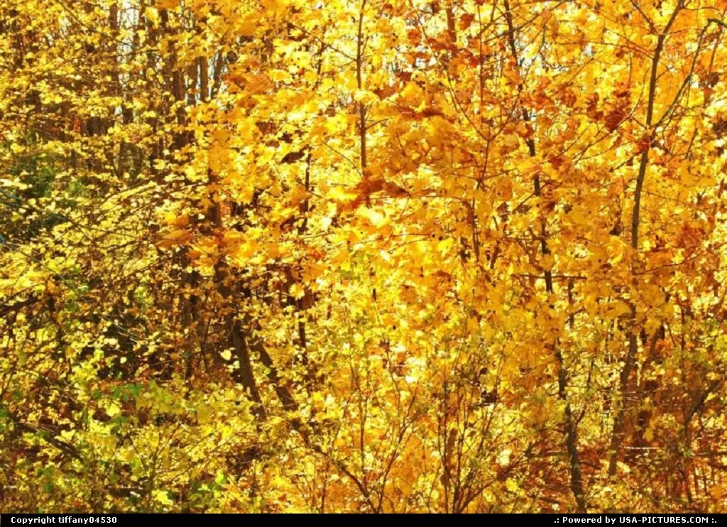 Fall leaves