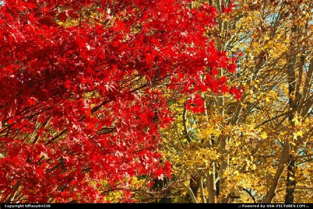 Fall leaves
