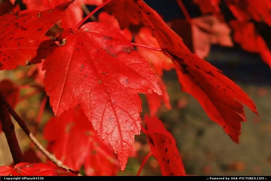 Fall leaves