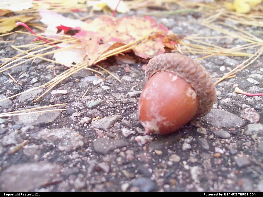 An acorn I found while walking on the nature trails at Ludington State Park.