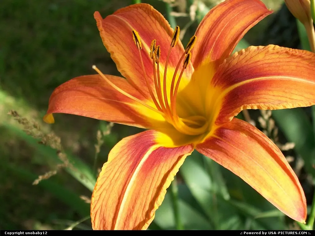 This was taken in my neighbor's yard, this one is my favorite.