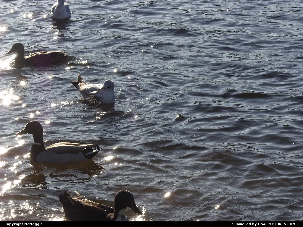 Ducks, Lake Rim Park, Fayetteville, North Carolina, USA.