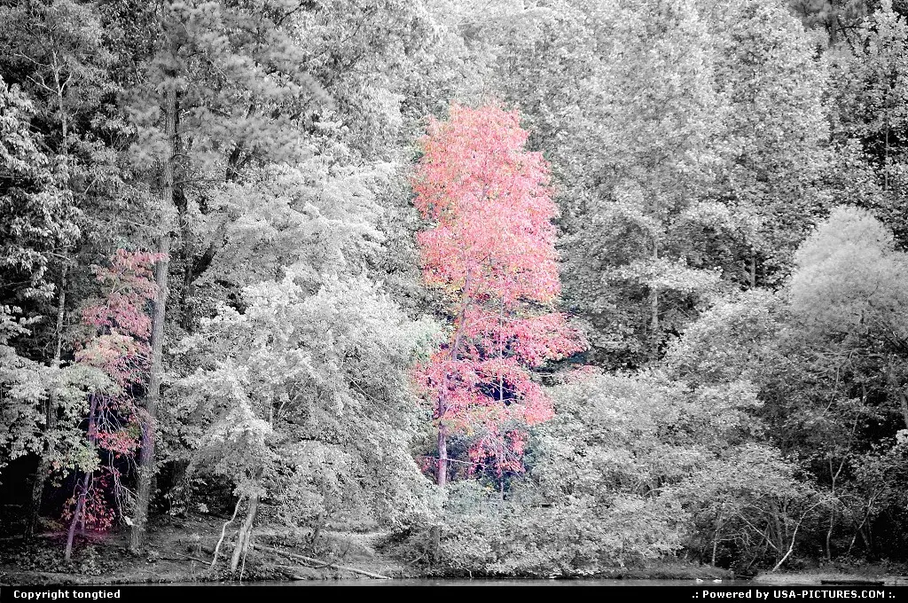 Raleigh North-carolina