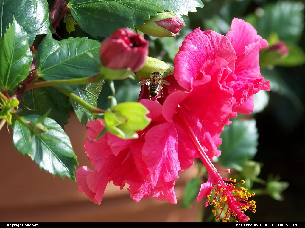 Omaha Nebraska Hibiscus, bee, flower