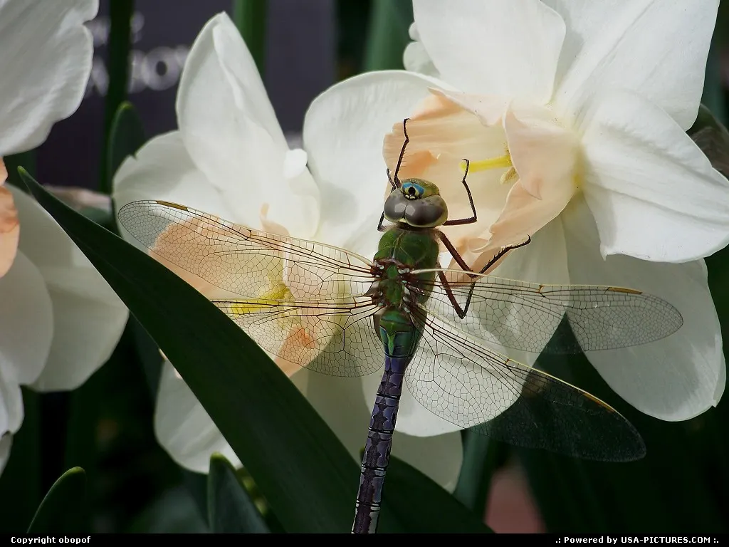 Omaha Nebraska Dragonfly, flower