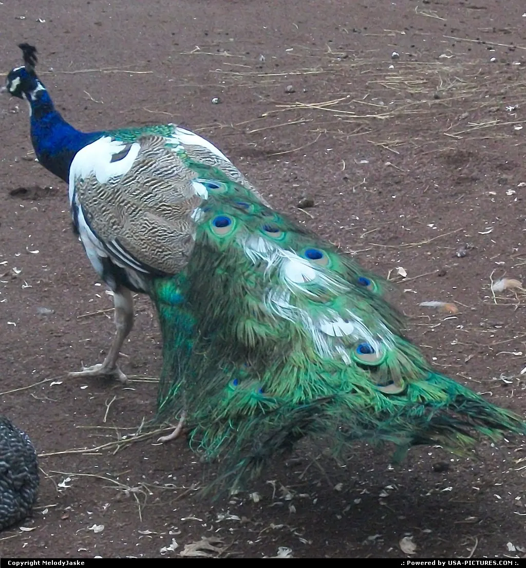 Peacock Perfection