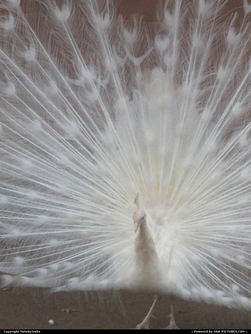 Peacock Elegance