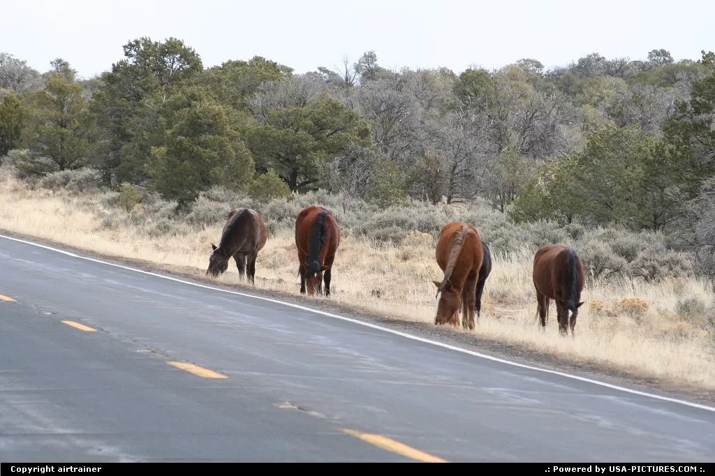 an unsuspected encounter on the road 264 to Arizona.