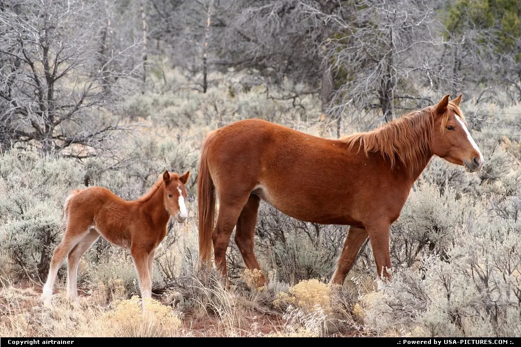 horses on the side of the road 264