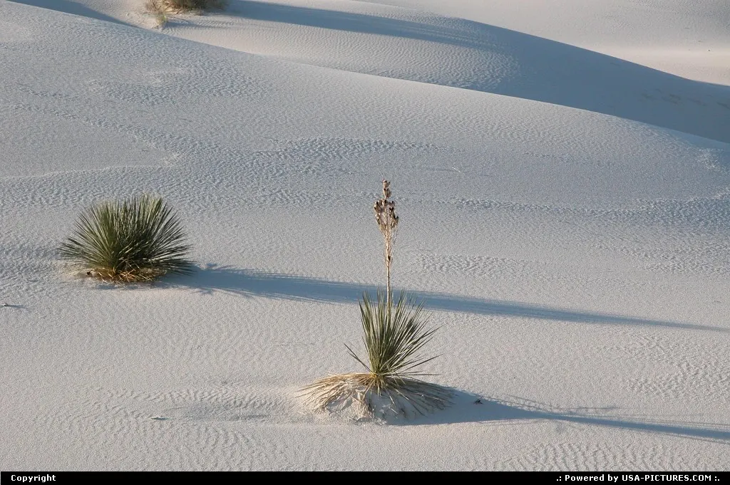 White Sands