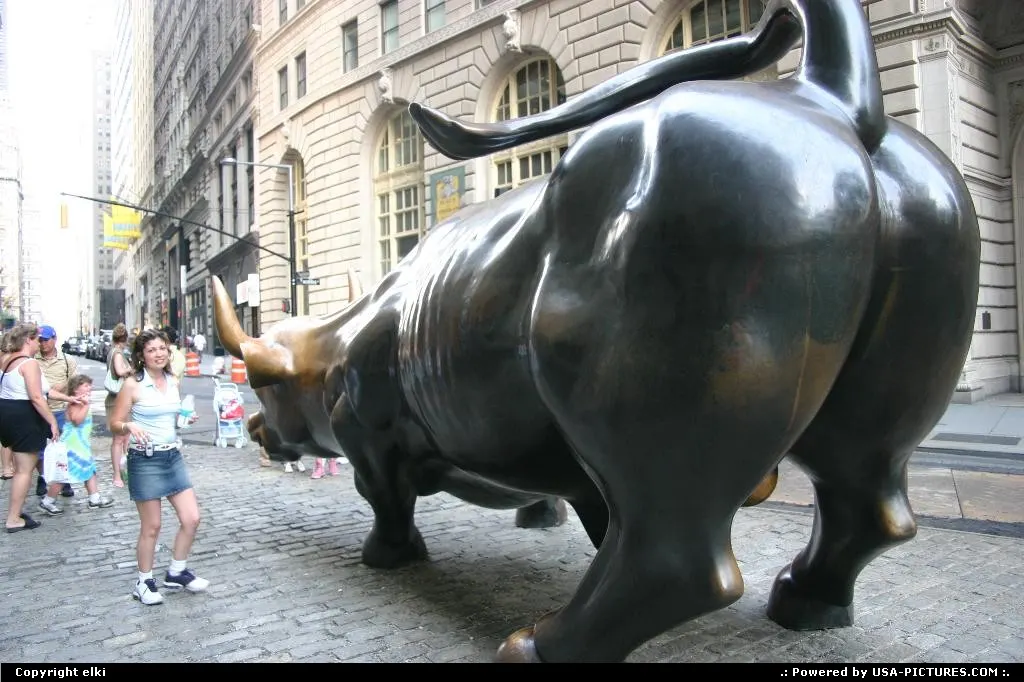 The bull