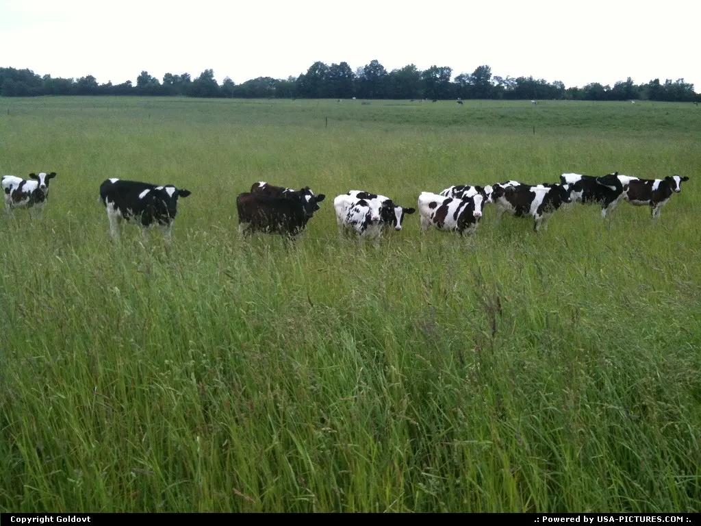Cows in the open field.