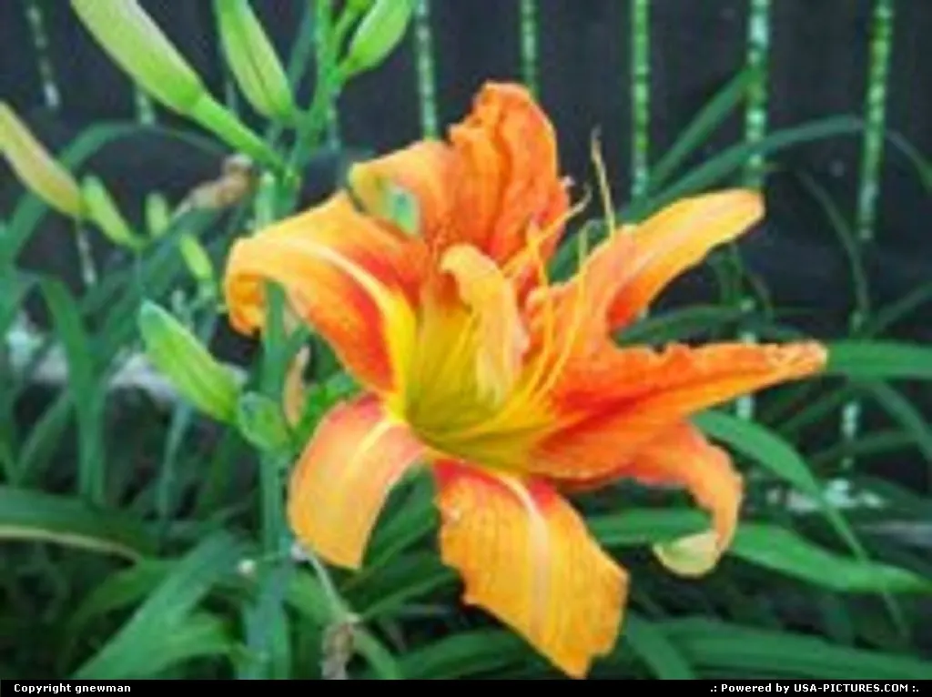 Taken in my backyard.