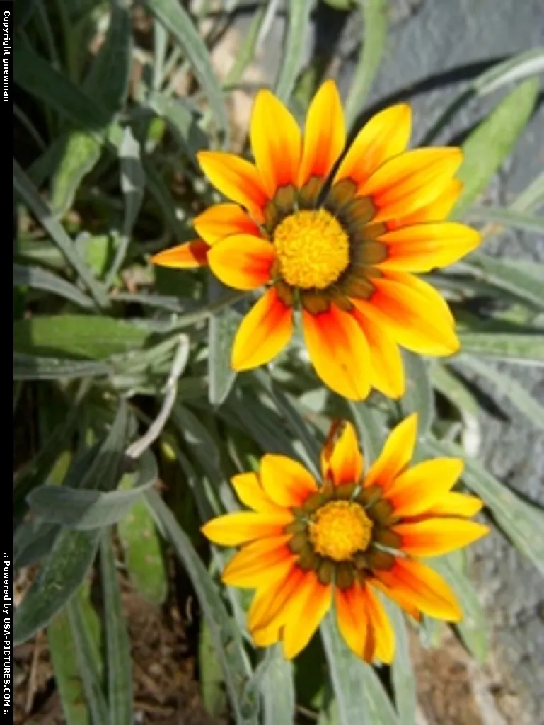West Portsmouth Ohio nature, flowers
