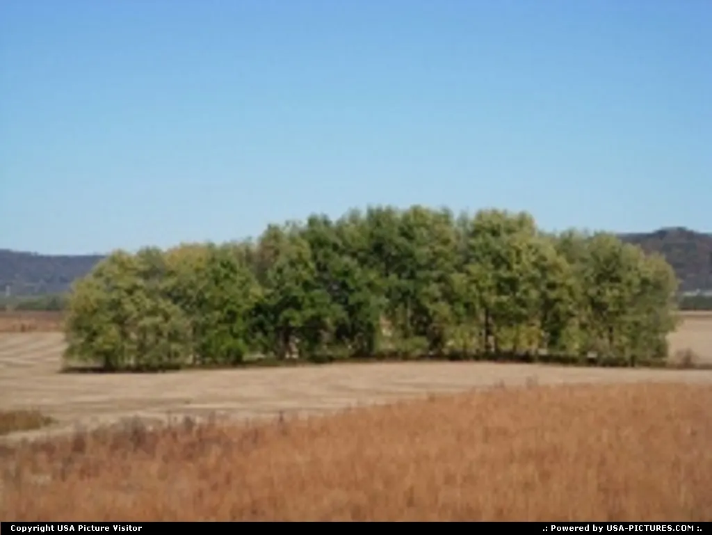 Group of trees standing in the middle of farm lands.
