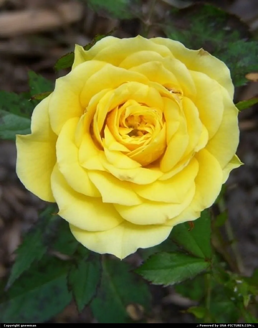 This is a miniature rose. I have several different colors planted in my flower bed.