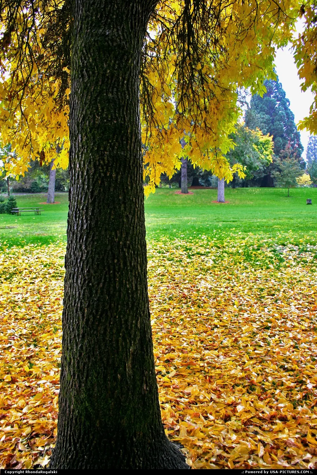 Beautiful fall colors at Riverside Park in Grants Pass, Oregon.
