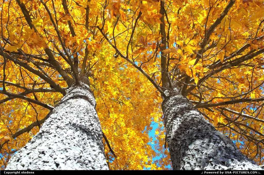A different perspective of the autumn leaves