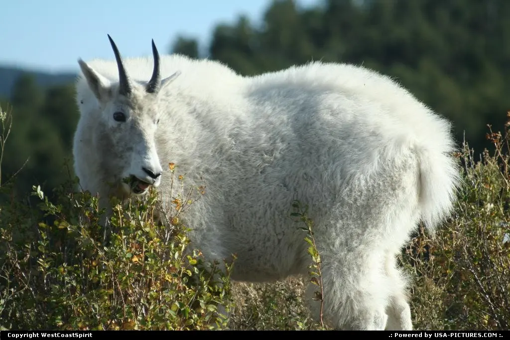 Not in a city South-dakota mount rushmore, black hills, goat