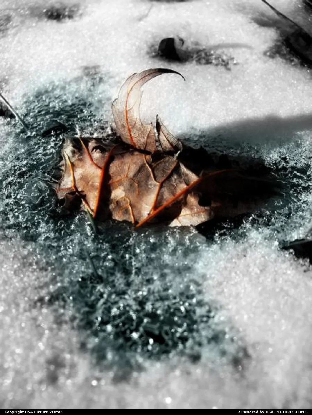Frozen In Time