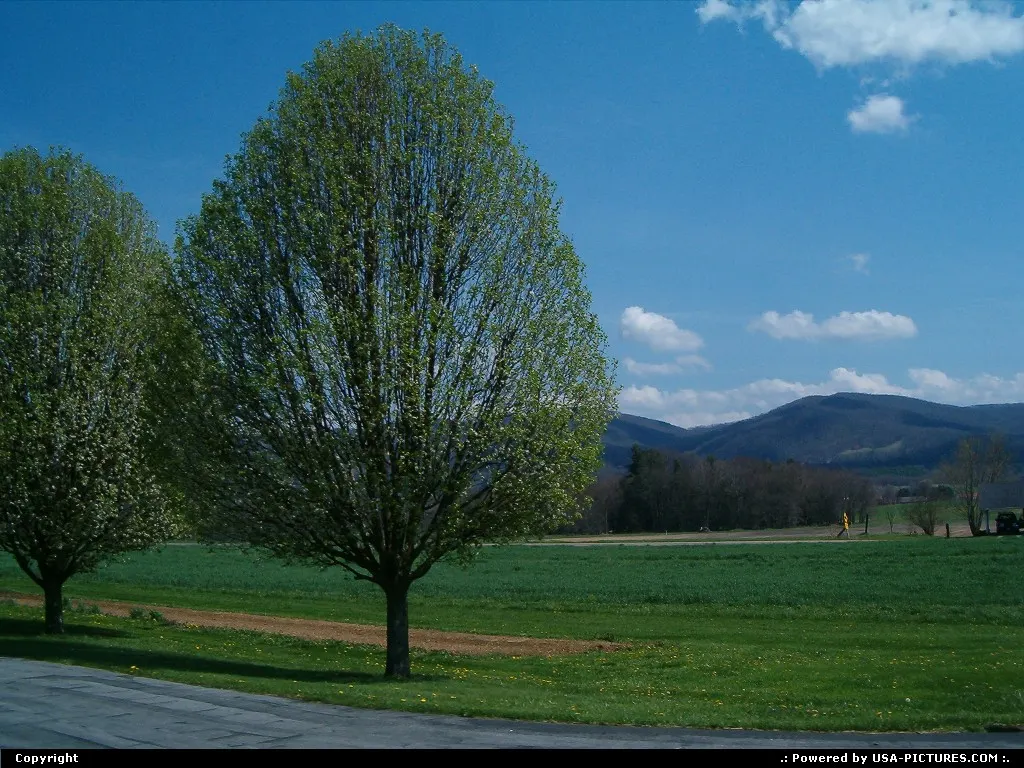 love the tree