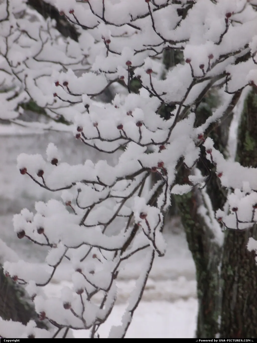 snow in Knoxville 1-17-2013