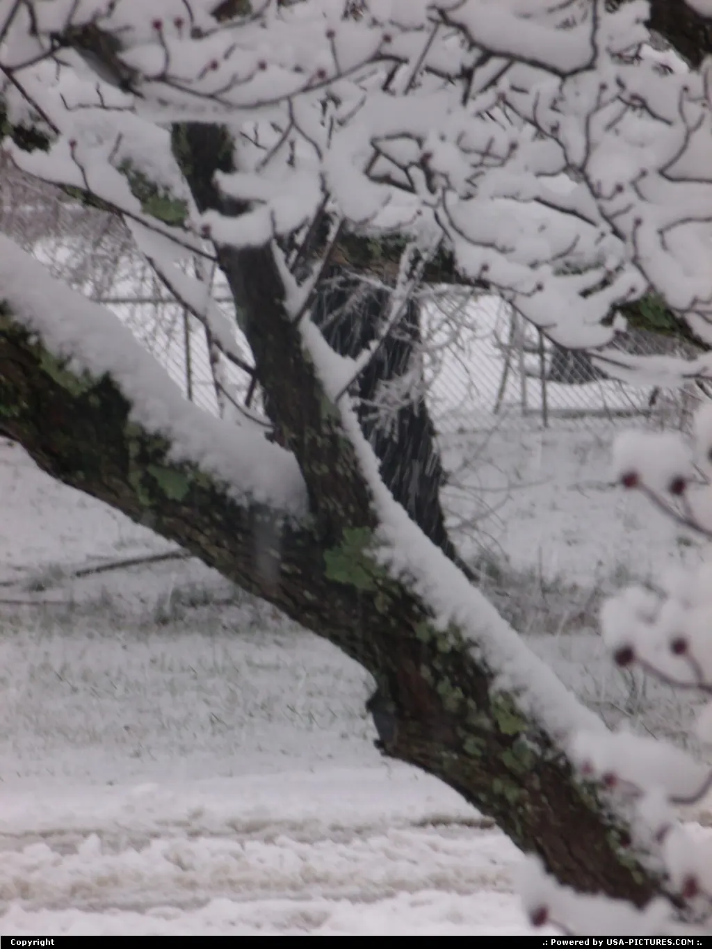 Winter in Knoxville,TN.