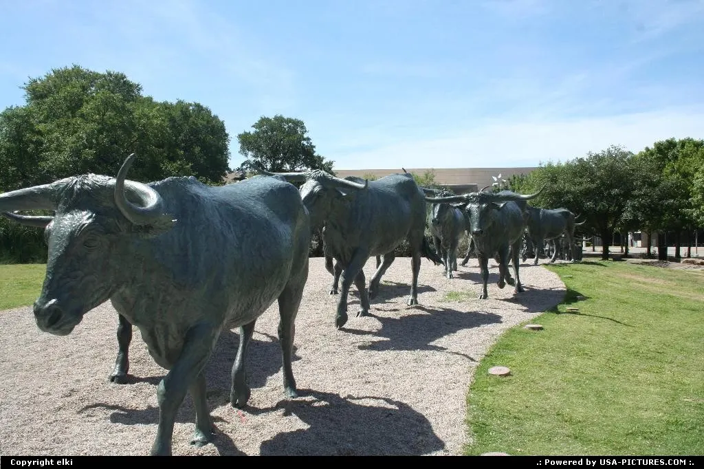 Bull's sculture dallas