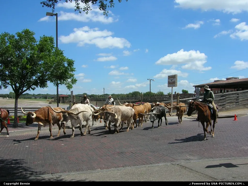 Everyday at 11.30am Forth Worth stockyards main street lives a celebration of the good...