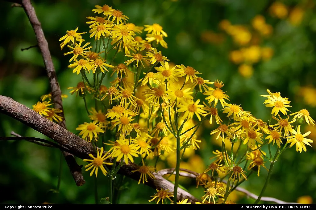 Wildflowers along the Barton Creek Greenbelt
