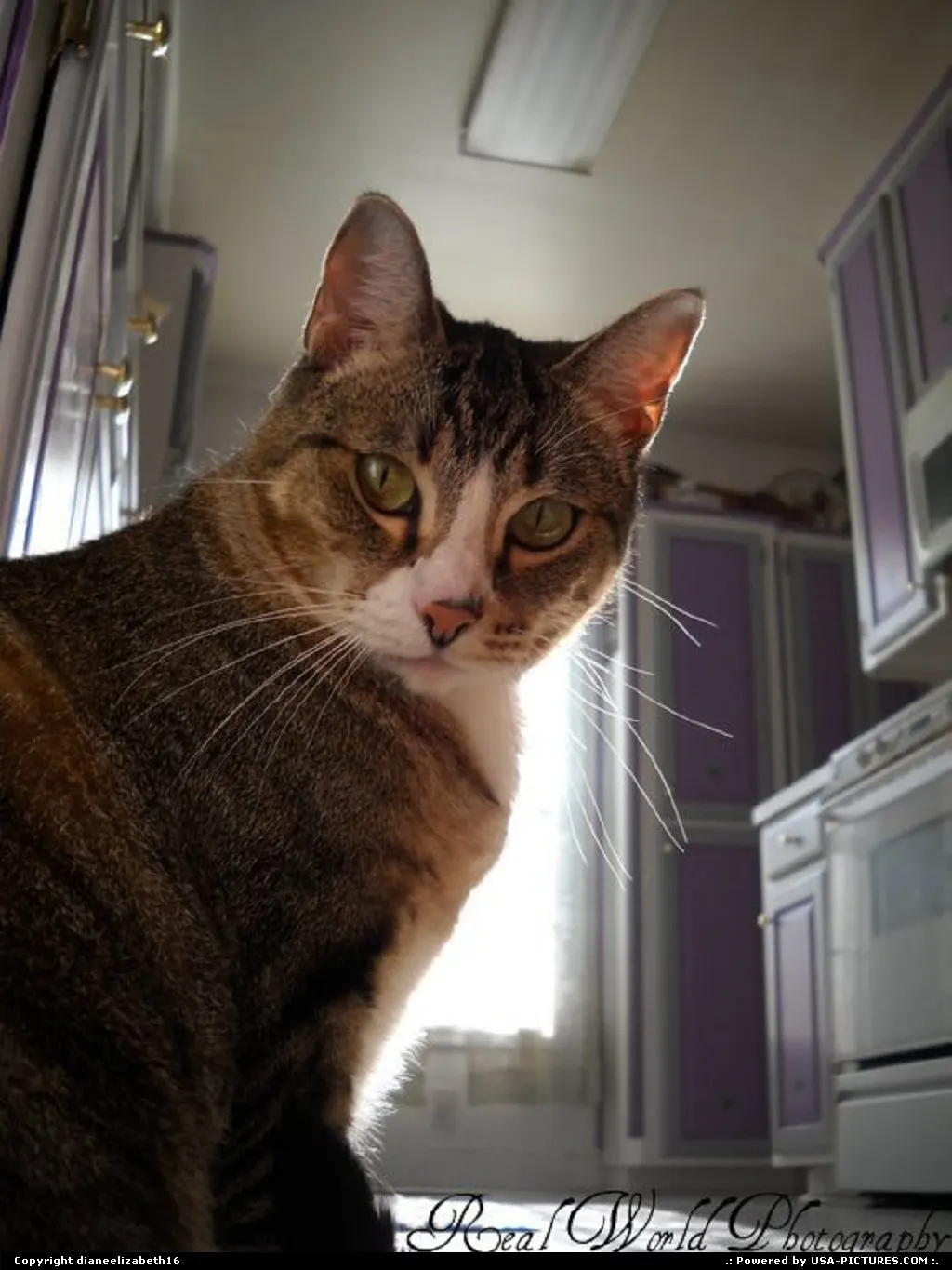 Cleburne Texas cat, kitchen
