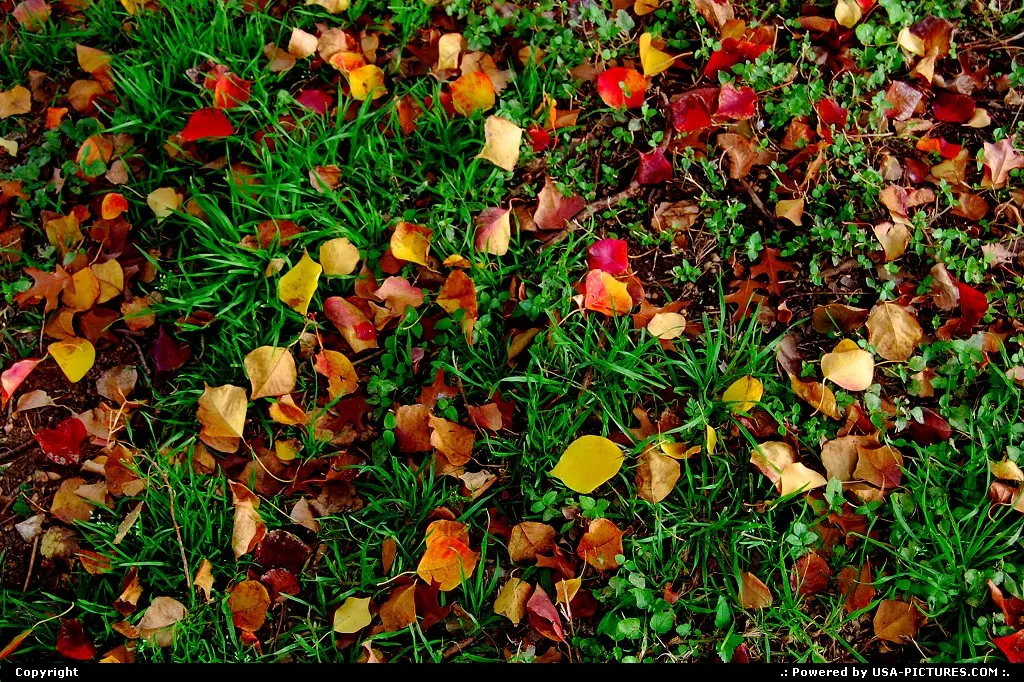 Autumn leaves