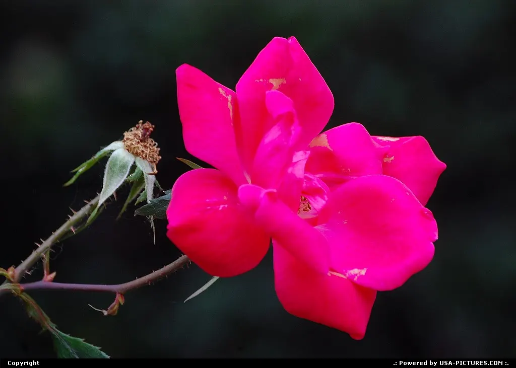 unknown flower in Austin, TX