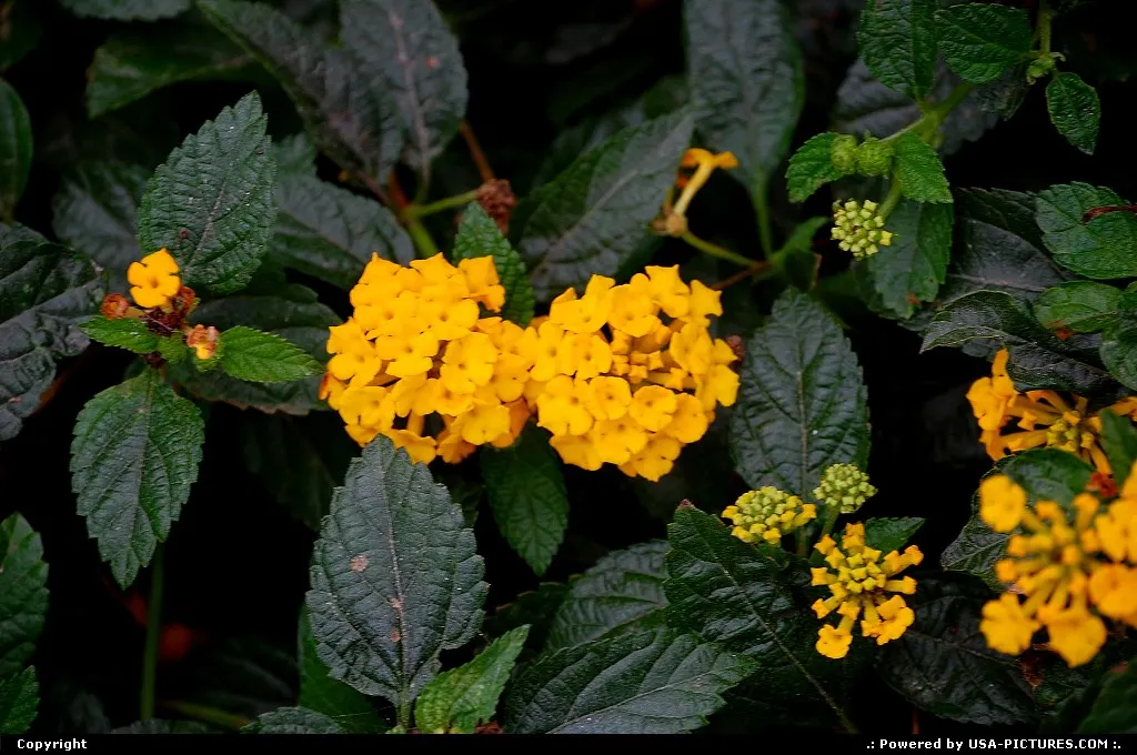 Yellow Lantana in Austin, TX