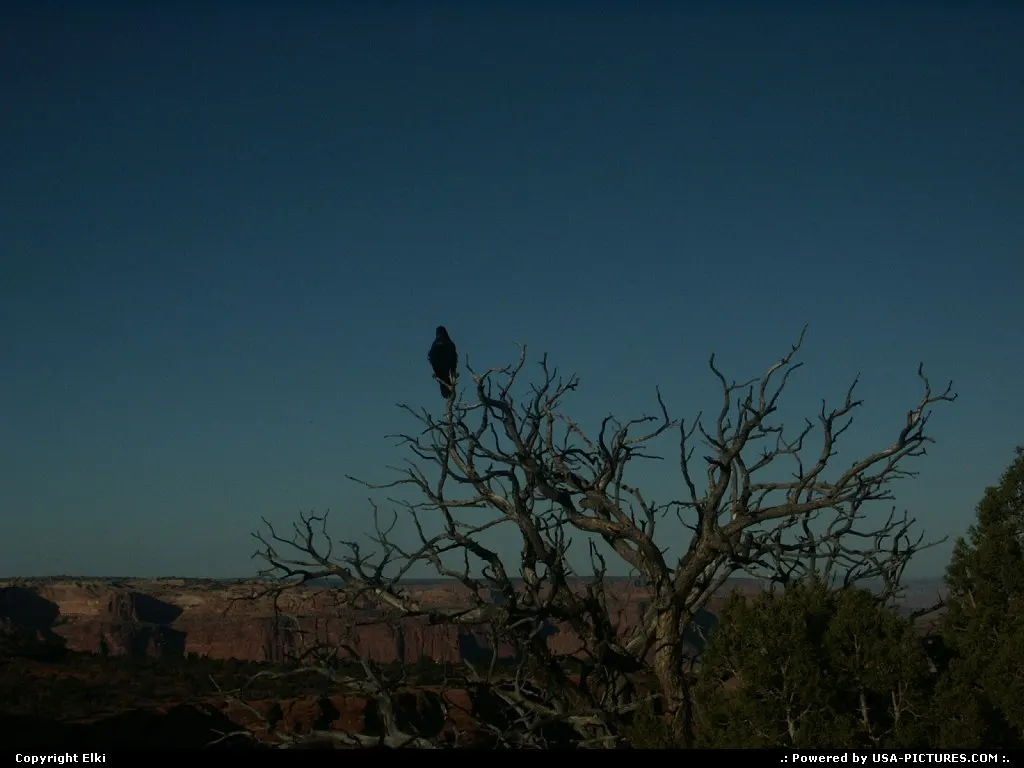 Raven into the wild