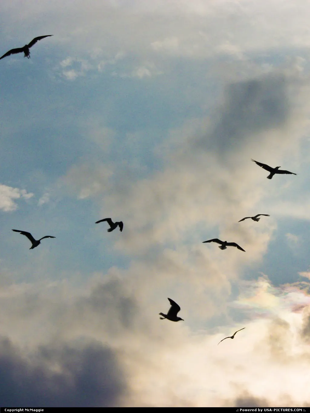 Seagulls, clouds, sky, Virginia Beach, Virginia, USA.